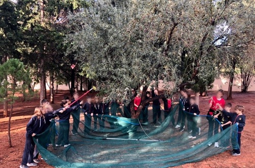 Psychico College Grade 4 students learn about the Olive Tree