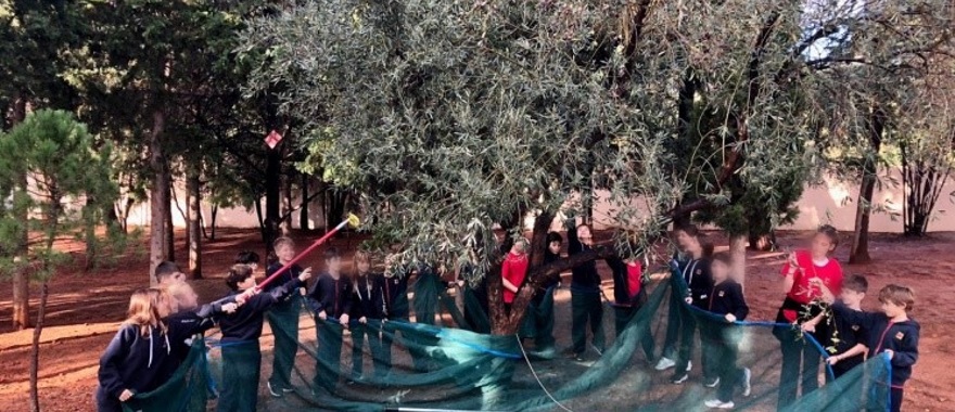 Psychico College Grade 4 students learn about the Olive Tree