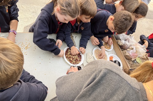 Sowing in our School garden - Psychico College Grade 2 activity