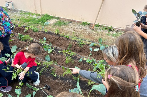 Autumn Vegetable Garden - Psychico College Grade 1 activity