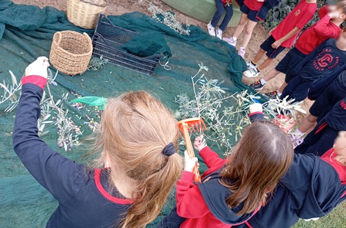 Psychico College Elementary School Grade 1 - Producing our own olive oil