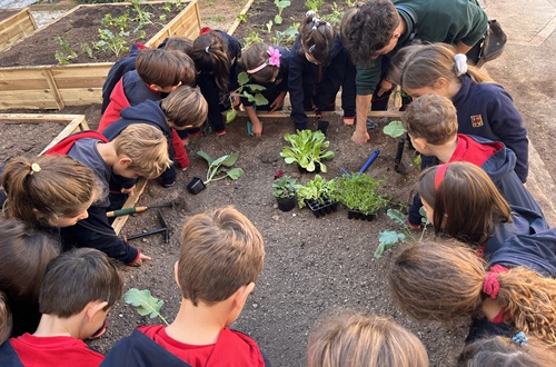 Psychico College Elementary School Grade 1 - Autumn vegetable garden