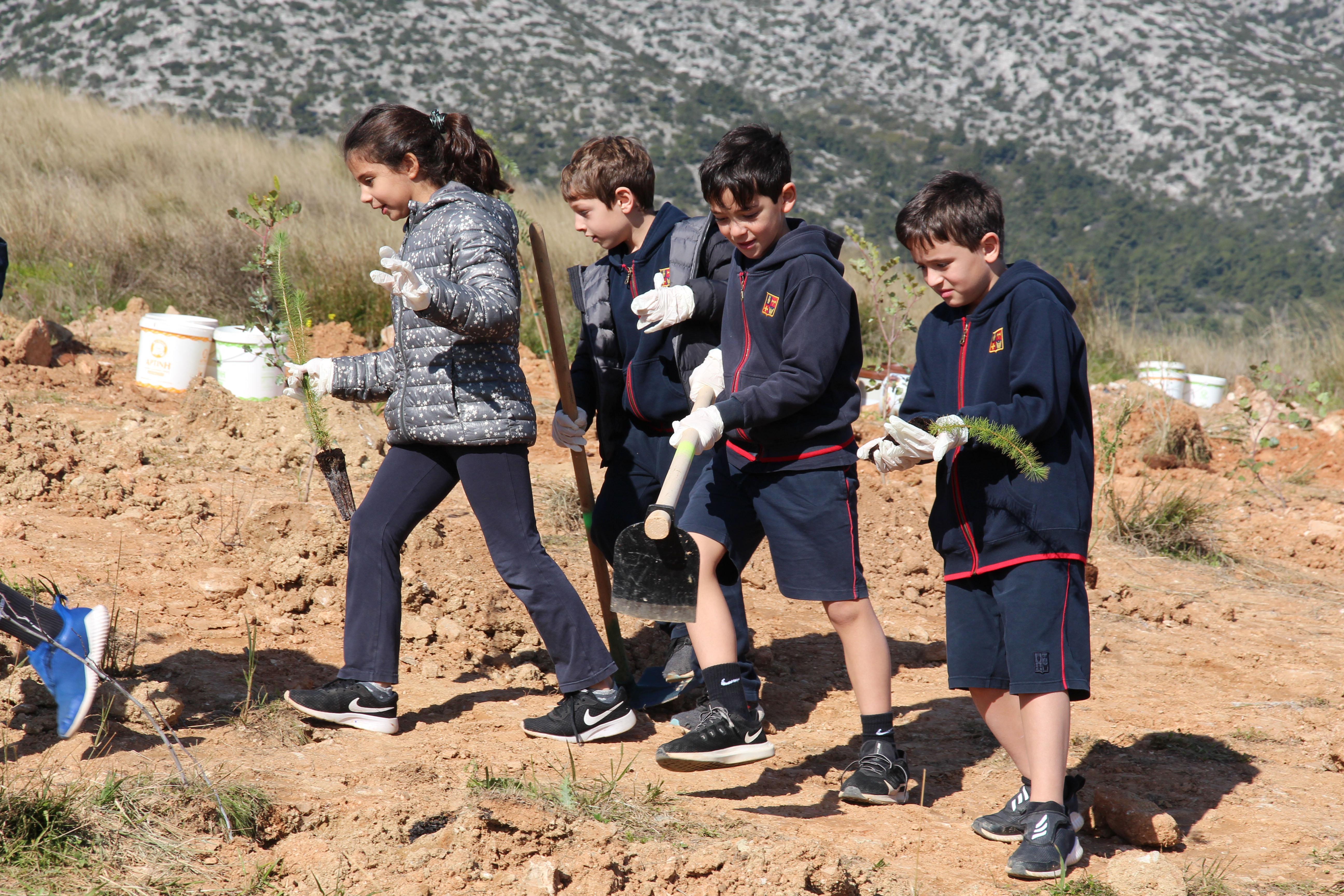 Tree Planting in Mt. Hymettus