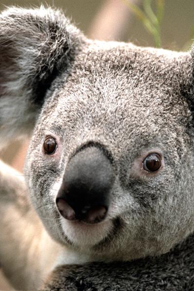 koala