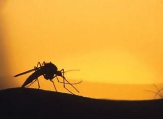 Spraying to Control Mosquitos Has Begun