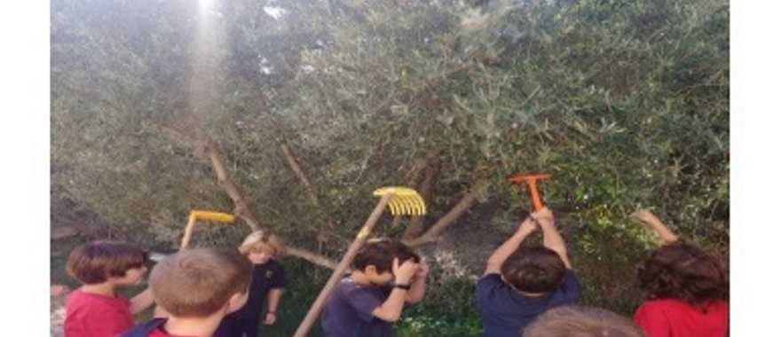 Olive Harvesting by Athens College Elementary School Environment and Gardening Club students
