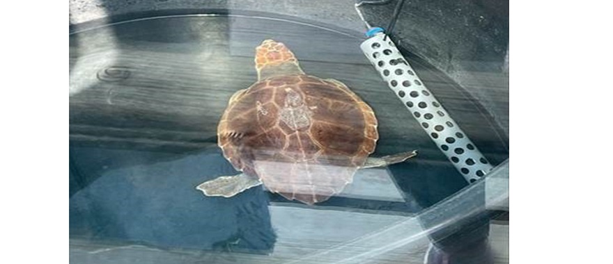 Psychico College Junior High students visit “Archelon” Sea Turtle Rescue Centre