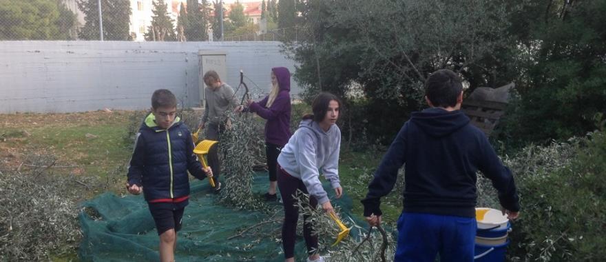 Ζώντας στη Γη της Ελιάς