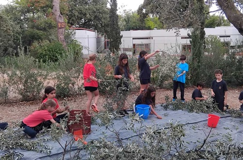 Athens College Elementary School – Time for Olive Harvesting!