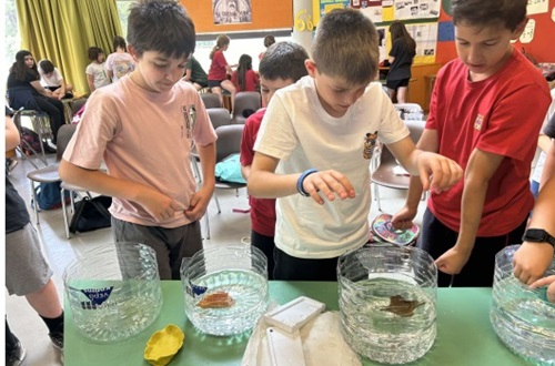 Cooperation of Athens College Elementary School with 1st Elementary School of Dionysos