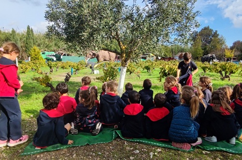 Athens College Elementary School - Grade 1 visits the olive grove of the Keratea Cultural Park