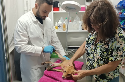 "J. M. Carras" Kindergarten Adopts a Fox
