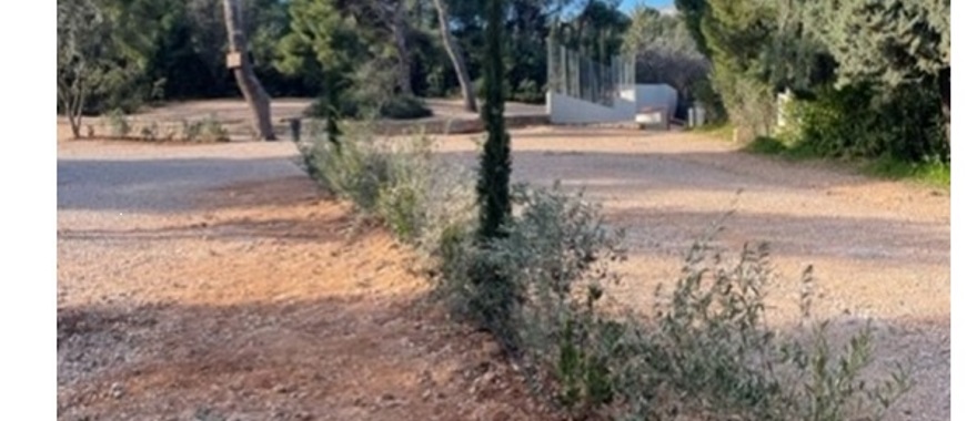 Athens College Elementary School - The forest