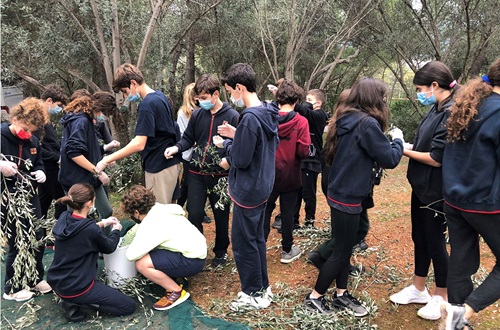 Psychico College Junior High students collect olives at the Psychico Campus