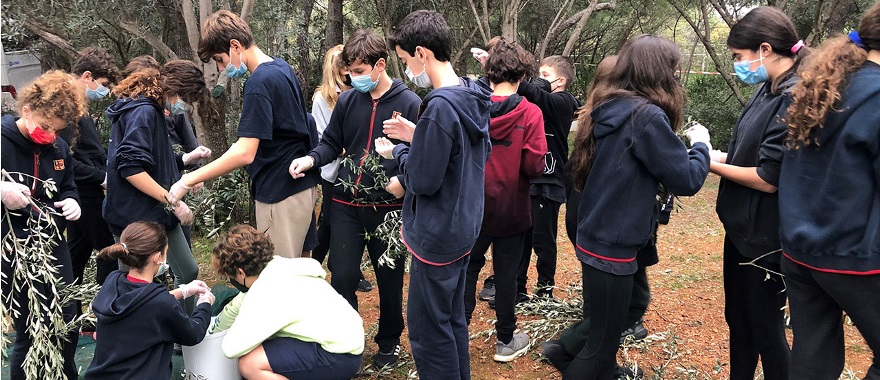 Psychico College Junior High students collect olives at the Psychico Campus